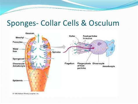 collar cells of sponges are similar to